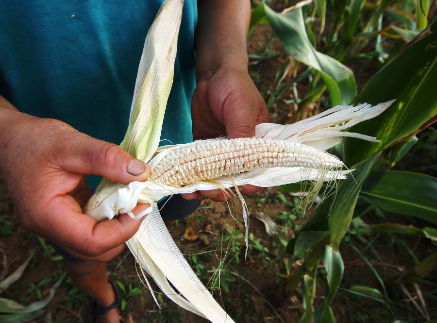 Photo taken on July 29, 2013 shows the immature maize affected by drought in Tongmu Village, Yuping County of southwest China's Guizhou Province. Due to little rainfall and high temperature, 38 counties in Guizhou Province faced with serious drought in recent days. (Xinhua/Yao Lei)