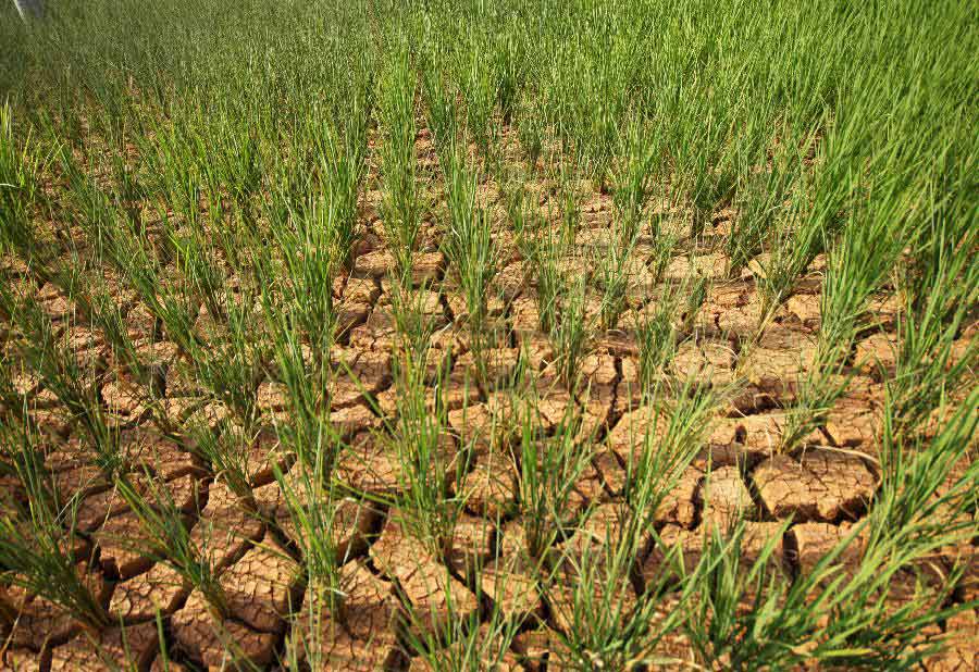 Photo taken on July 29, 2013 shows the chapped paddyfield affected by drought in Jieshang Village, Yuping County of southwest China's Guizhou Province. Due to little rainfall and high temperature, 38 counties in Guizhou Province faced with serious drought in recent days. (Xinhua/Yao Lei)