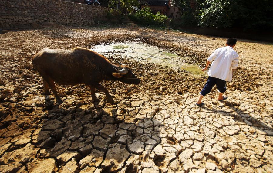 A farmer pulls a cow to drink in a dried pool in Qianguang Village, Yuping County of southwest China's Guizhou Province, July 29, 2013. Due to little rainfall and high temperature, 38 counties in Guizhou Province faced with serious drought in recent days. (Xinhua/Yao Lei)