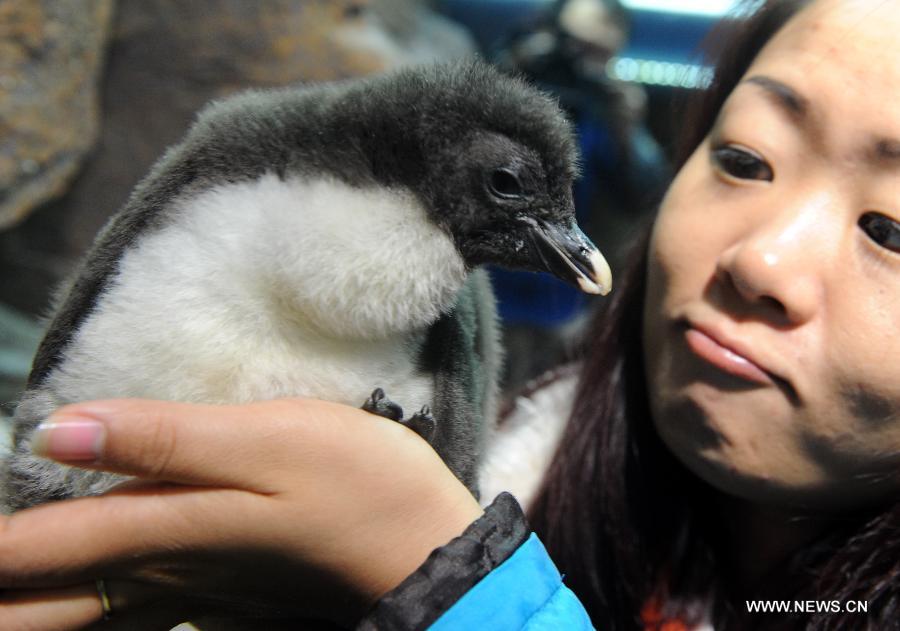 A staff member holds a baby rockhopper penguin in the Haichang Polar Ocean World in Qingdao, east China's Shandong Province, July 30, 2013. The Haichang Polar Ocean World held a news conference on Tuesday for the baby rockhopper penguin which was born here about one month ago. (Xinhua/Li Ziheng) 