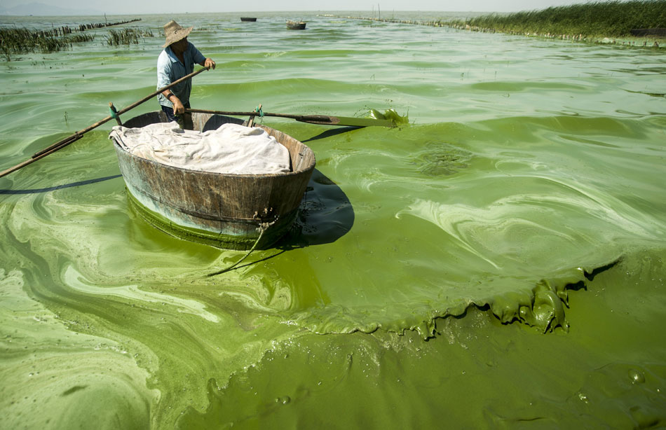 A photo released on July 20 shows a fisher rowing a boat in Chaohu Lake which is overwhelmed by blue-green algae in east China’s Anhui province. (Photo/Xinhua)