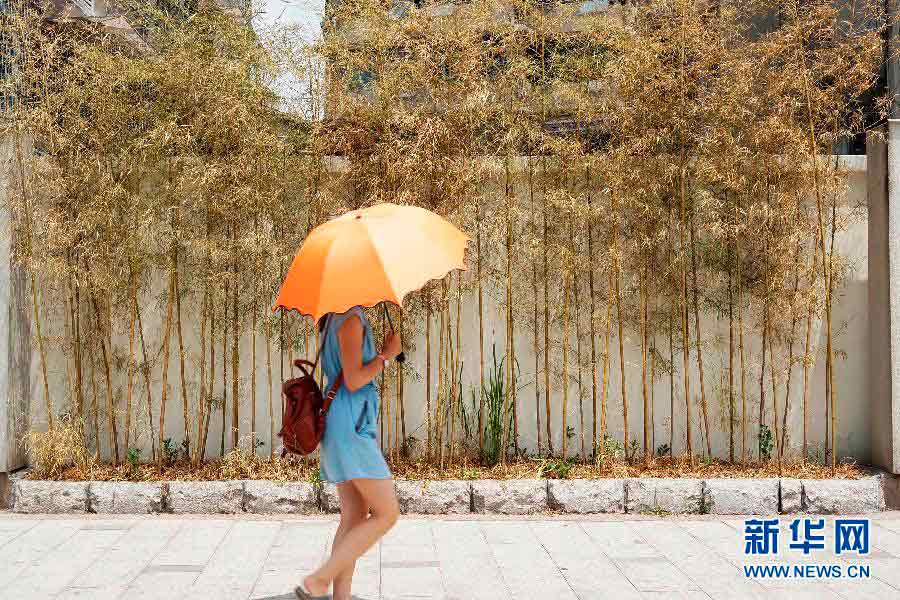 The bamboo by a street in Hangzhou was “burned” by the sun, July 27, 2013. Temperatures in many regions in Zhejiang had exceeded 40 degrees Celsius for many days since July, with average precipitation reduced 70 percent. (Xinhua/Li Zhong)