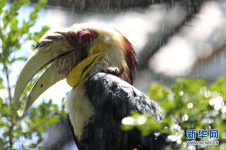 A toucan enjoys the coolness brought by artificial rainfall in Shanghai zoo, July 30, 2013. According to Shanghai Meteorological Center, the highest temperature was 38-39 degrees Celsius on July 30, which is about to break the record of the number of high-temperature days in July in the past 140 years.(Xinhua/Yang Shichao)