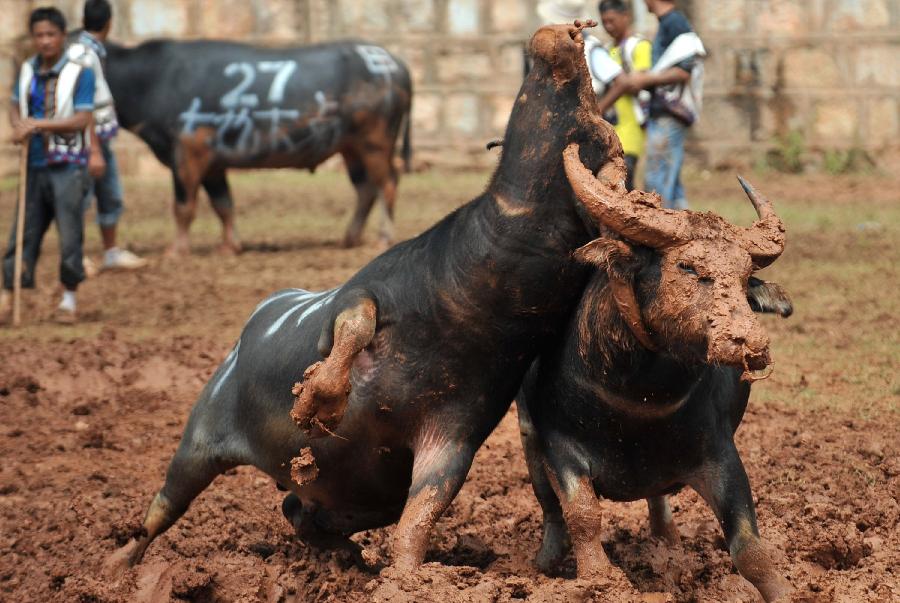 Two bulls fight with each other in the torch festival of Yi ethnic group in Yi Autonomous County of Shilin, southwest China's Yunnan Province, July 30, 2013. Bullfighting which has enjoyed thousands of years' history is a significant activity in the torch festival. (Xinhua/Lin Yiguang) 