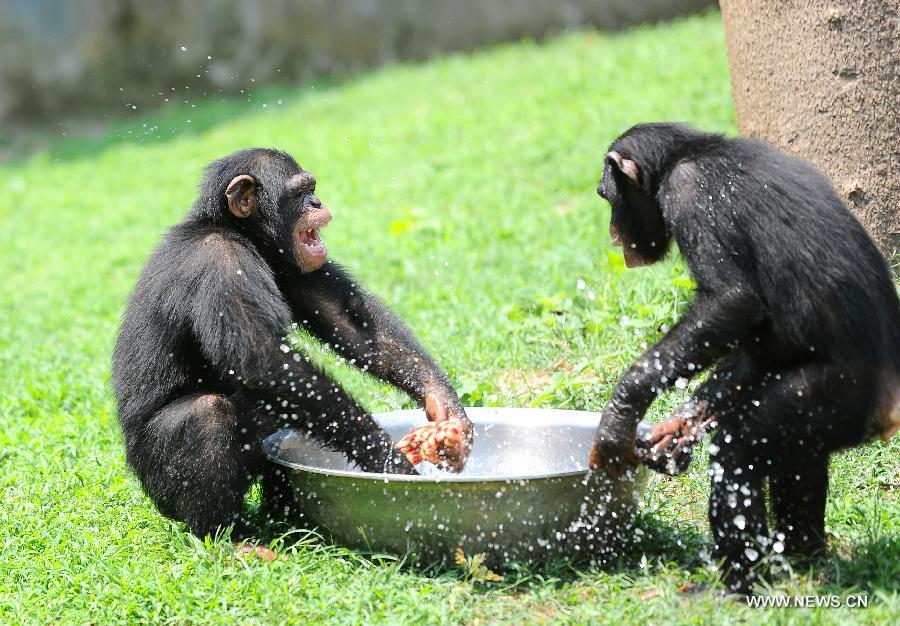 Two gorillas play with water to relieve the summer heat at Zhuyuwan Park in Yangzhou, east China's Jiangsu Province, July 31, 2013. Staff members of the park provided ice, fruits as well as air conditioners to animals Wednesday here to help them cope with the relentless heat in Yangzhou. (Xinhua/Si Xinli)