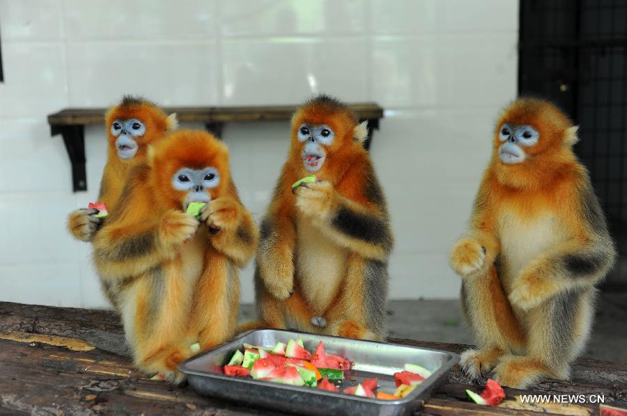 Golden monkeys eat watermelons at an air-conditioned room to relieve the summer heat at the zoo of Yangzhou, east China's Jiangsu Province, July 31, 2013. Staff members of the zoo provided ice, fruits as well as air conditioners to animals Wednesday here to help them cope with the relentless heat in Yangzhou. (Xinhua/Dong Hui)