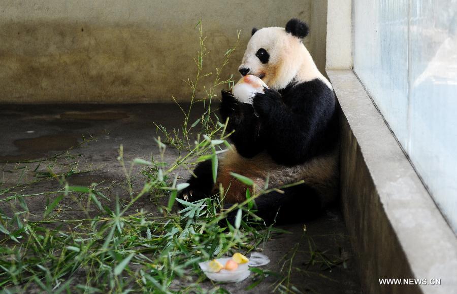 A panda eats iced fruits at an air-conditioned room to relieve the summer heat at Zhuyuwan Park in Yangzhou, east China's Jiangsu Province, July 31, 2013. Staff members of the park provided ice, fruits as well as air conditioners to animals Wednesday here to help them cope with the relentless heat in Yangzhou. (Xinhua/Si Xinli)