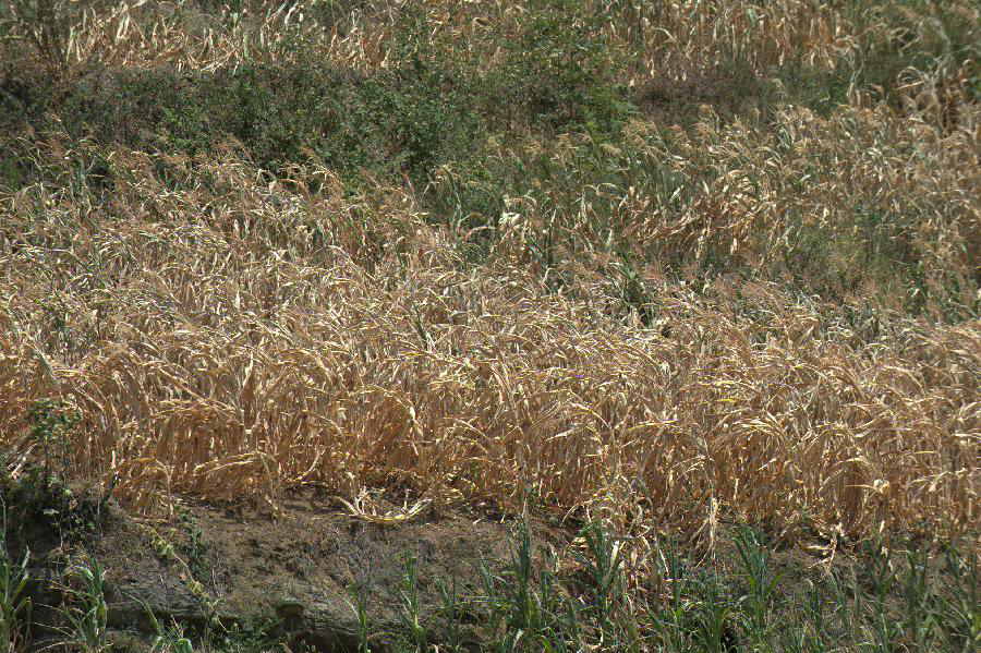 Photo taken on July 31, 2013 shows the dried corn fields in the Jinba Village of Jinsha County, southwest China's Guizhou Province. Lingering droughts in Guizhou have affected more than 12 million people. Over 2 million people lack adequate supplies of drinking water, and a total of 847,300 hectares of farmland is damaged by the drought. (Xinhua/Yang Ying)