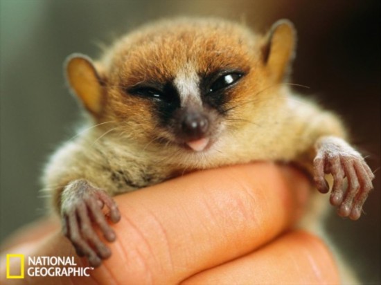 Smallest animals on the earth (4) - People's Daily Online