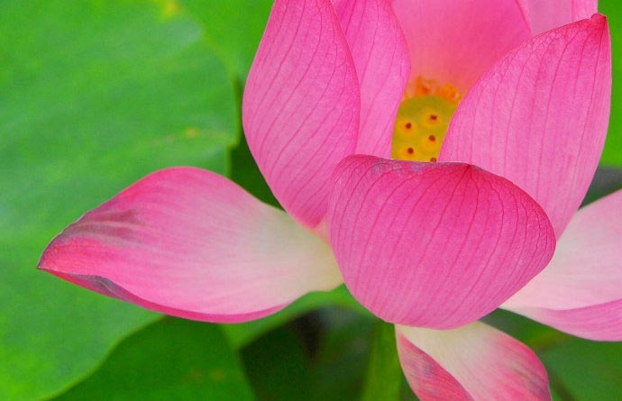In summer, lotus flowers bloom on the Jade Isle. (CRIENGLISH.com/Song Xiaofeng) 