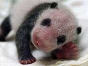 Baby shower for Taipei’s panda