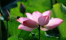 Charming lotus flowers draw dragonfly in Huangshan City