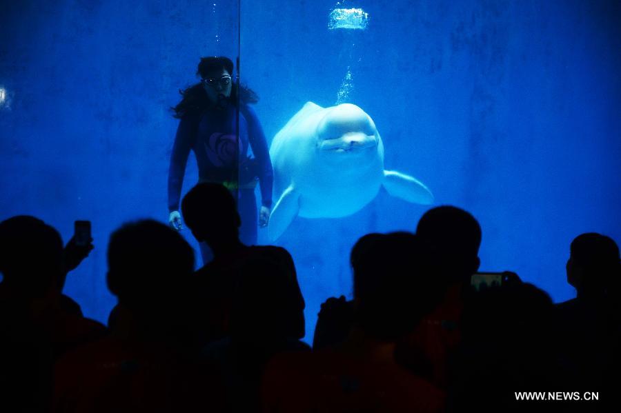 Lovers watch the performance of a white whale to mark their love during a celebration at the Harbin Polarland in Harbin, northeast China's Heilongjiang Province, Aug. 9, 2013, on the occasion of the Qixi Festival, or Chinese Valentine's Day, which falls on Aug. 13 this year. (Xinhua/Wang Kai)  