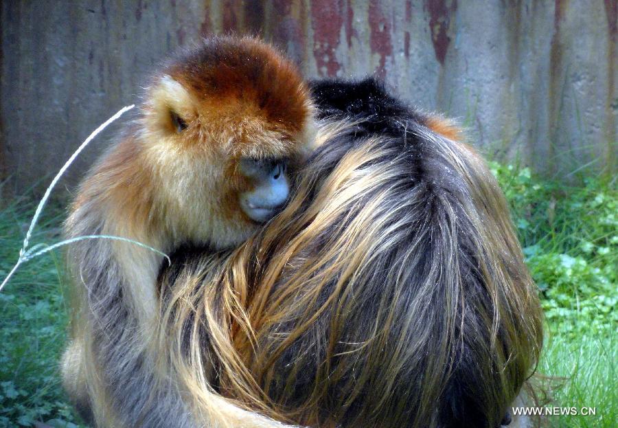 A couple of golden monkeys hug each other at the Suzhou Zoo in Suzhou, east China's Jiangsu Province, Aug. 13, 2013, the Qixi Festival, also known as Chinese Valentine's Day. (Xinhua/Wang Jiankang)