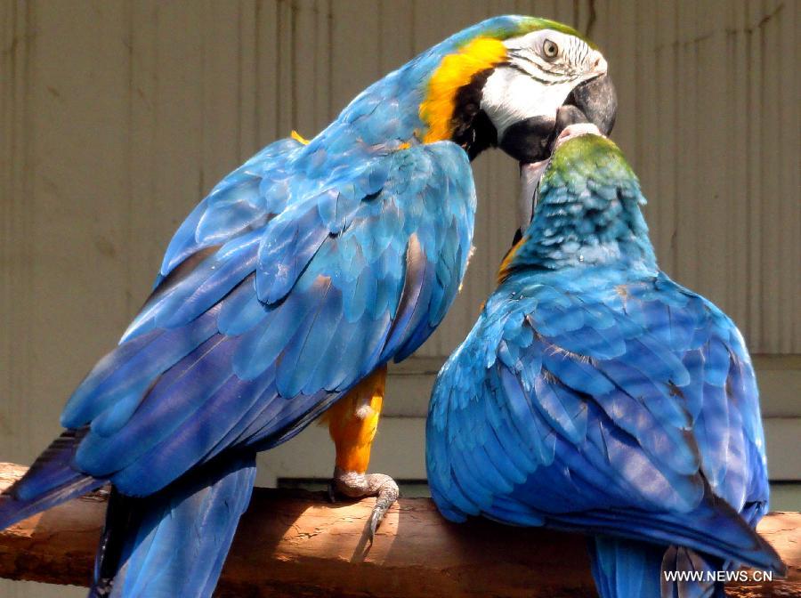 A couple of parrots kiss at the Suzhou Zoo in Suzhou, east China's Jiangsu Province, Aug. 13, 2013, the Qixi Festival, also known as Chinese Valentine's Day. (Xinhua/Wang Jiankang)