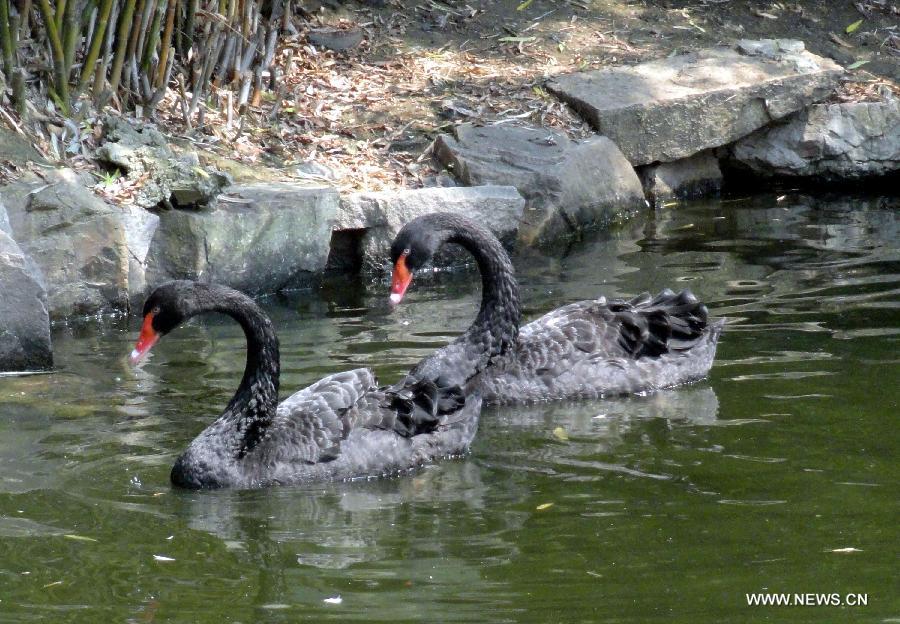 A couple of black swans swim at the Suzhou Zoo in Suzhou, east China's Jiangsu Province, Aug. 13, 2013, the Qixi Festival, also known as Chinese Valentine's Day. (Xinhua/Wang Jiankang)