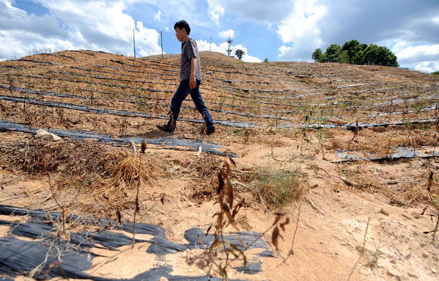 Photo taken on Aug. 13, 2013 shows dried-up tea seedlings in Liangnong Town of Yuyao, east China's Zhejiang Province. High temperatures and scarce rainfall which have lasted over 40 days resulted in severe damage of agriculture and shortage of drinking water for over 417,000 people in Zhejiang. The heat is expected to continue in the following days, according to the local meteorological authority. (Xinhua/Wang Dingchang) 