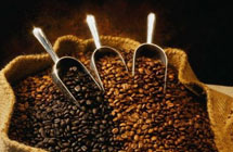 Arabica Coffee of Yunnan