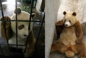 Brown Panda Appears in NW China