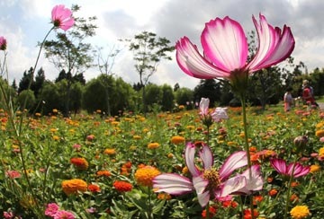 Flower exhibition kicks off in Shanghai 