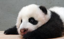 Giant panda cub practises crawling at Taipei Zoo