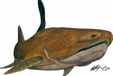 Early fish ancestor found