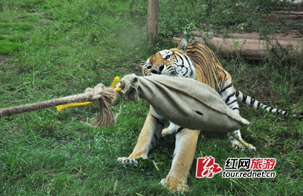 Changsha dog zoo sex i in The news