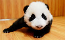 Heart melting! Adorable panda cubs shown public