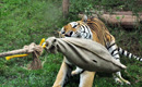Zoo's tiger-human tug-of-war game condemned by netizens