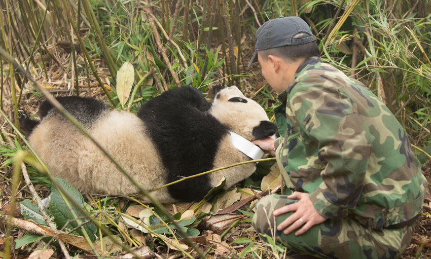 10월 30일, 자연에서 돌아온 자이언트 판다 ‘타오타오(淘淘)’가 검사를 받고 있다.