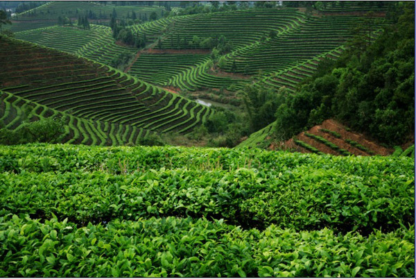 Pu'er tea industry: Heritage over time and development in cross-regions