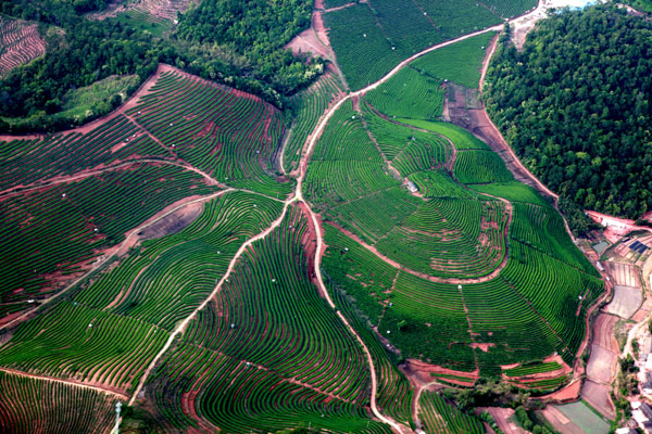 Pu'er Ancient Tea Plantation & Tea Culture becomes GIAHS pilot site