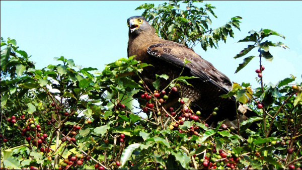 'Coffee Capital of China': Superior Quality