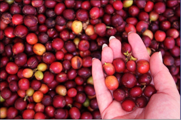 Road of industrialization for Pu'er coffee