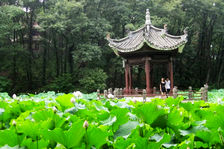 Lotus Pond