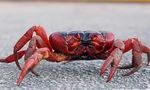 Red crabs begin annual migrations in Australia