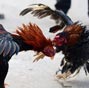 Cockfighting show staged in E. China's Heze during Spring Festival 