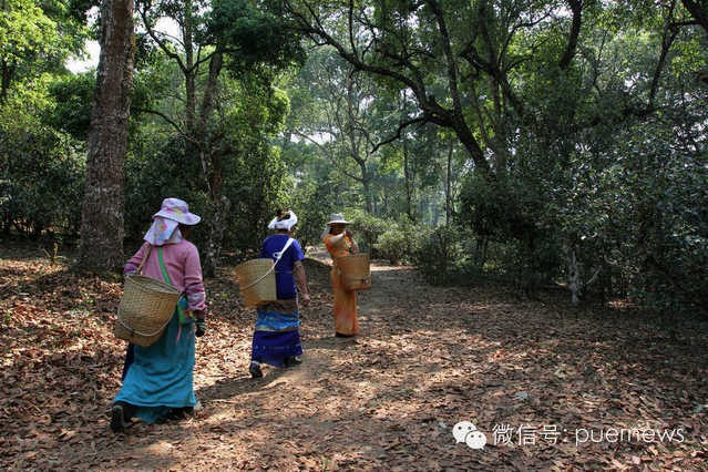 Ancient tea garden's application for world cultural heritage passes preliminary review