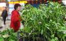 Vegetable seedling popular in Hangzhou market 