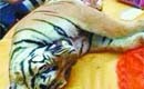 Suspects detained for killing tigers