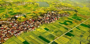 Scenery of blooming cole flowers in Shaaxi