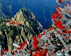 Travel destinations for early spring: Huangshan in snow
