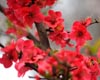 Tourists enjoy blossoming flowers in China's Changsha