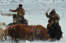 Herdsmen in Xinjiang move to spring pasture