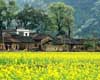 Best places to enjoy rape flowers in China
