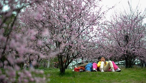 Tourists enjoy blossoming flowers in China's Changsha