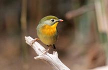 Birds enjoy springtime in Qingdao's Zhanshan Temple