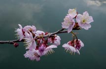 Cherry blossoms seen in E China's Jiangsu