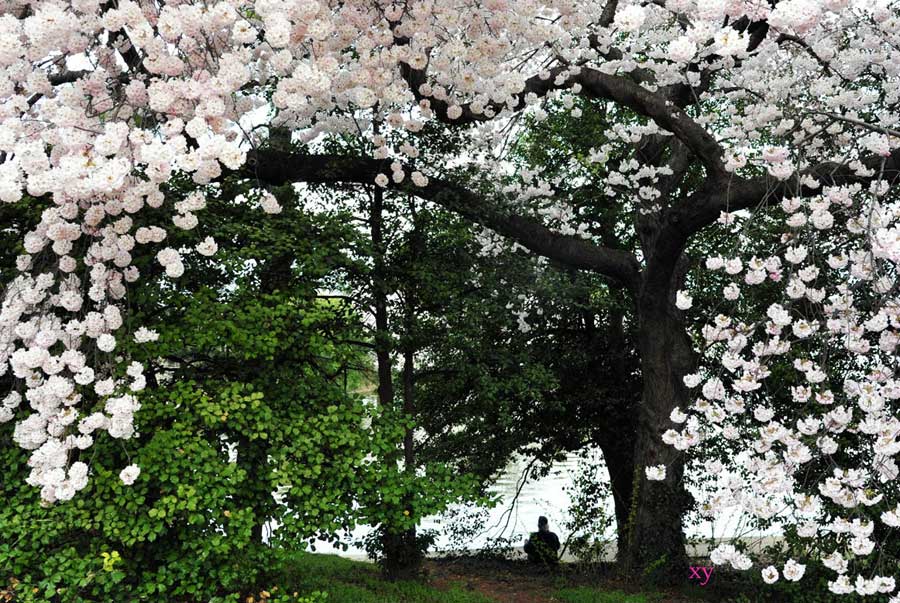 Cherry blossoms reach peak bloom in Washington D.C.