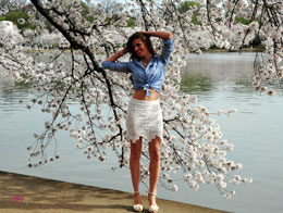 Cherry blossoms reach peak bloom in Washington D.C.
